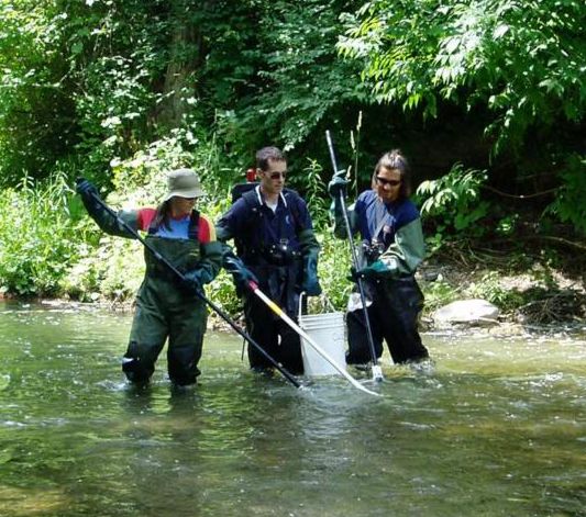 CLOCA staff electroshock a creek secton to inventory fish species.