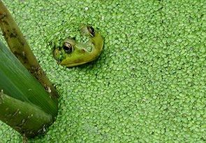 Leopard frog hiding in duckweed at a local wetland.